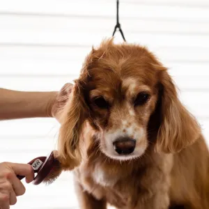 Grooming Brush Set