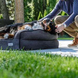 Comfort Pet Bed