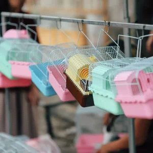 Colourful Bird Cage