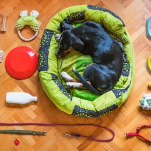 Orthopedic Dog Bed