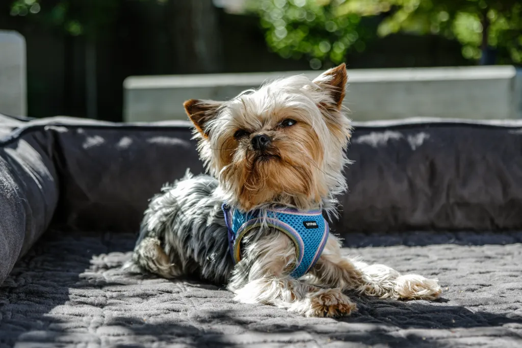 Pet Store Product Details Ecommerce Premium Product Lifestyle