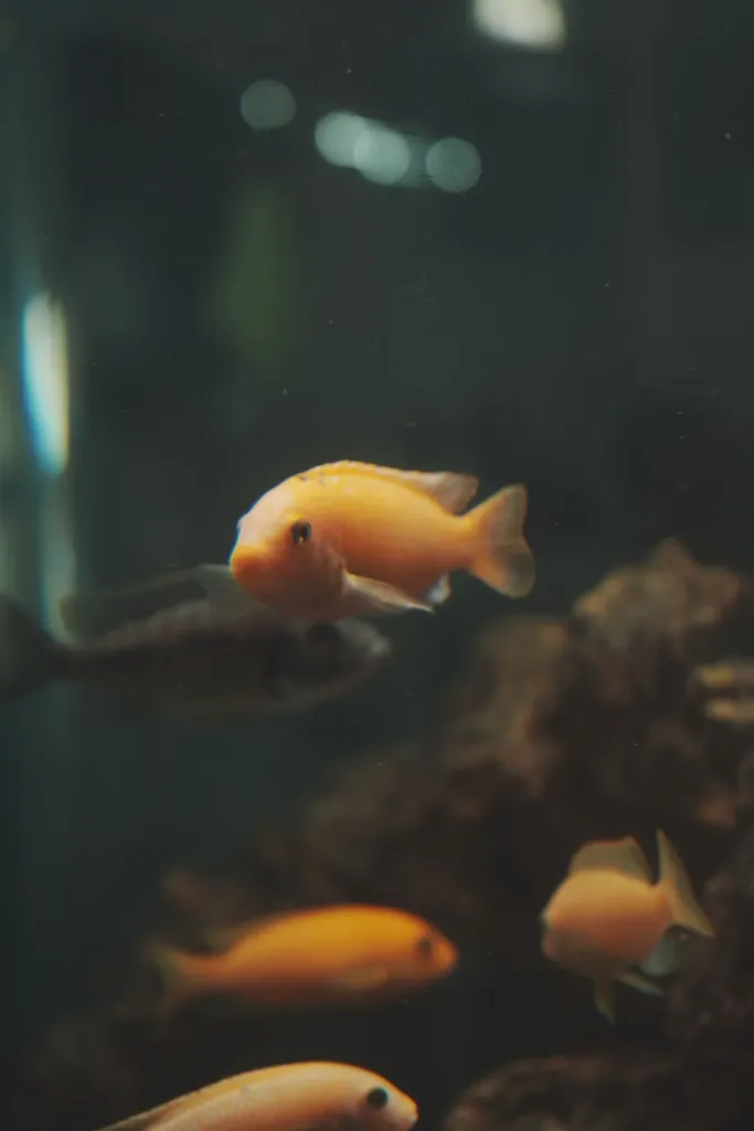 Aquarium Store alternate store layout