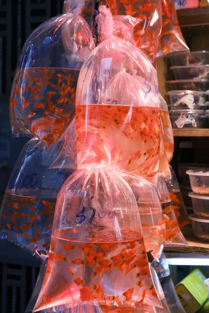 Aquarium Store online store