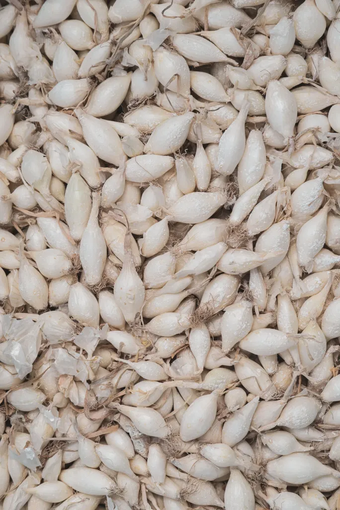 Seeds & Bulbs online store