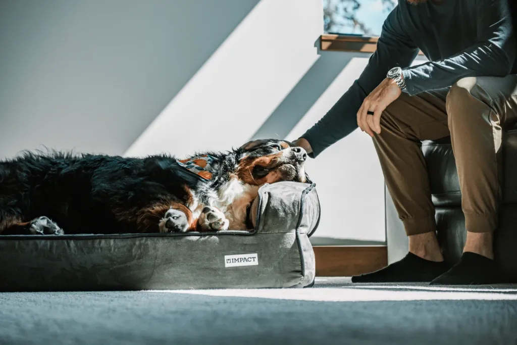 Pet Marketplace premium slider image