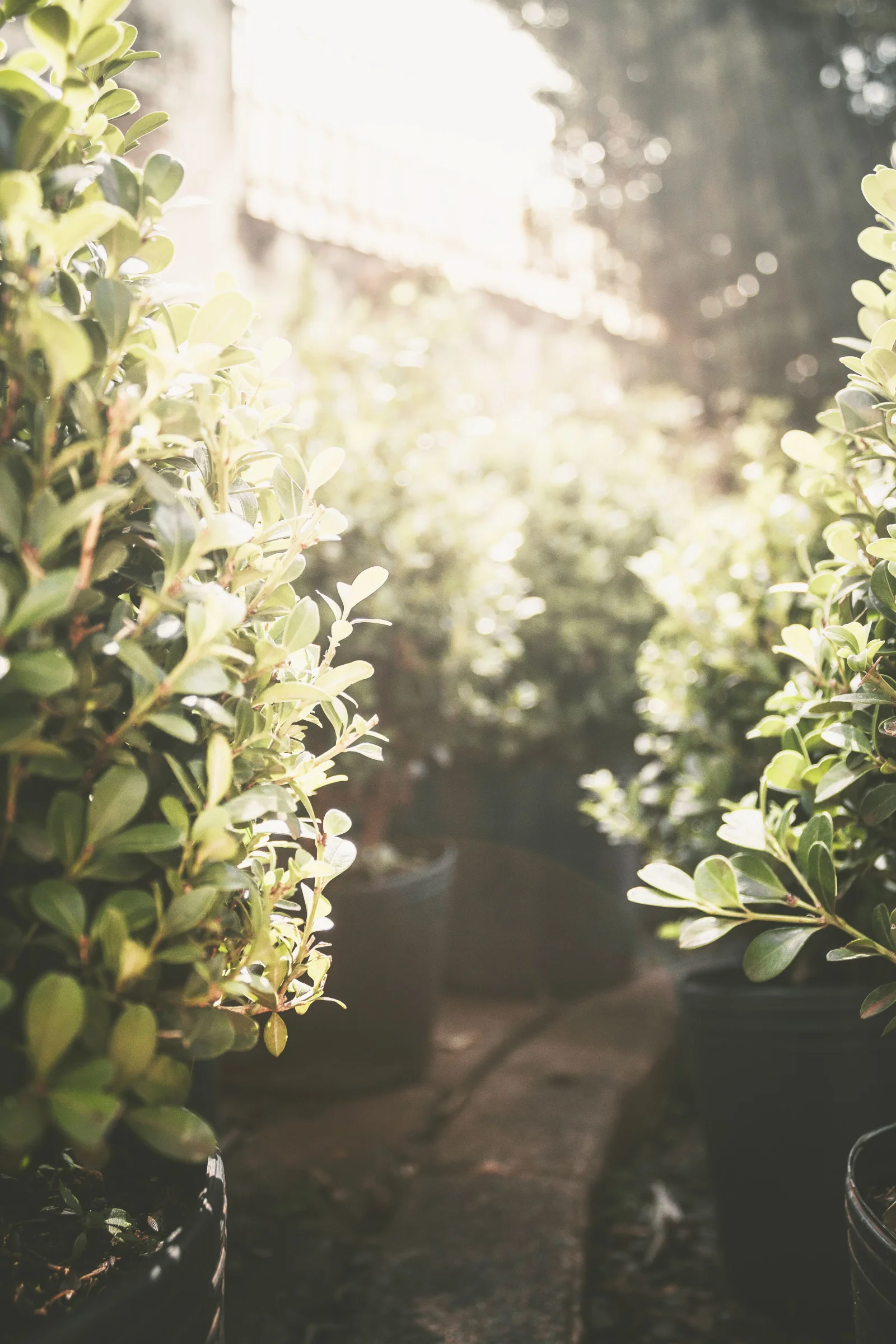 Outdoor Plants premium slider image
