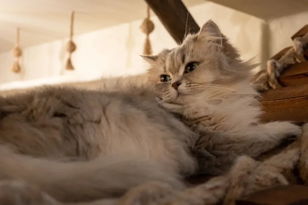 Cat Boutique premium slider image
