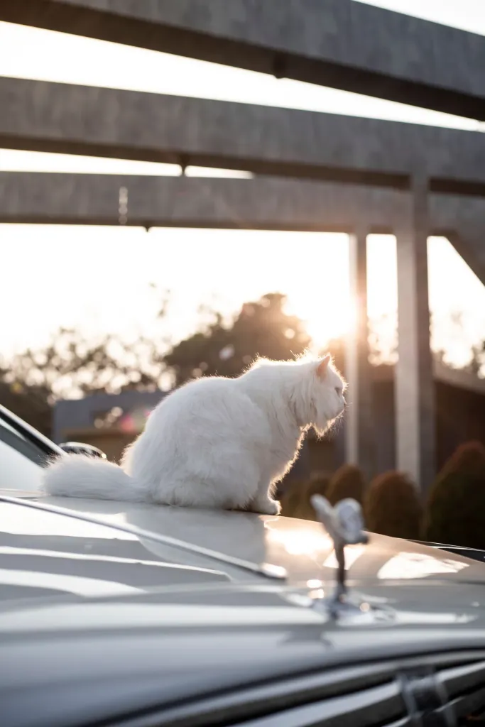 Cat Boutique premium slider image