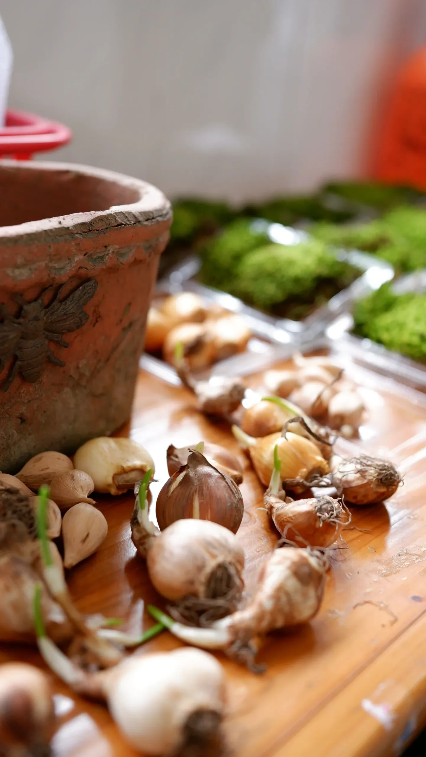 Seeds & Bulbs premium slider image